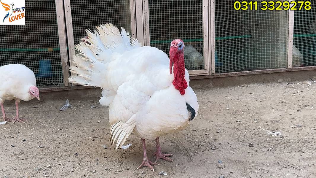 Tukey Bird rady to breed bird - Other Birds - 1120852737