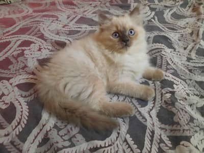 RagDoll female cute kitten