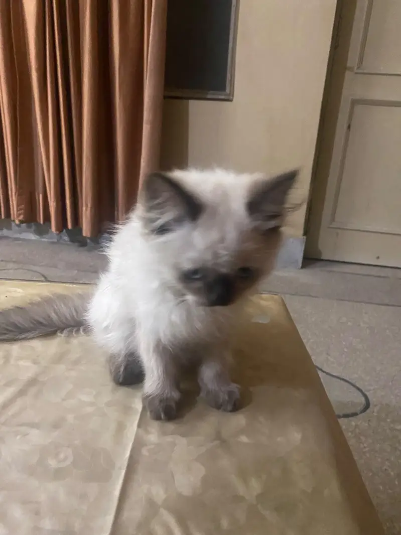 RagDoll female cute kitten — photo 2