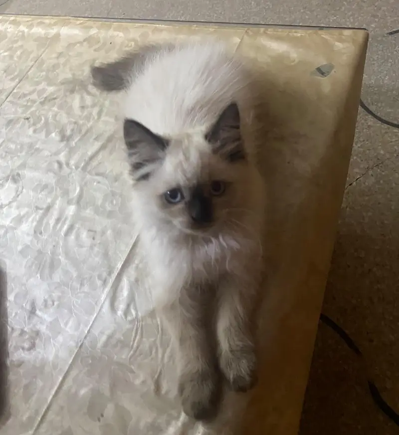 RagDoll female cute kitten — photo 3