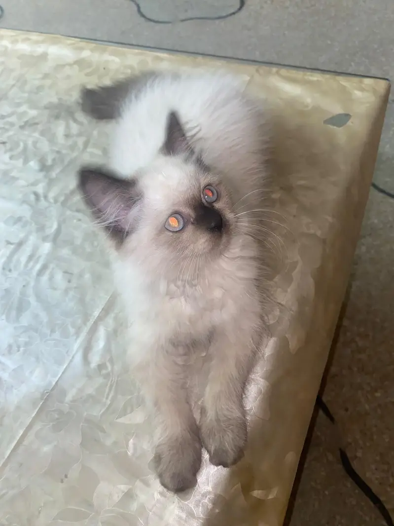 RagDoll female cute kitten — photo 4