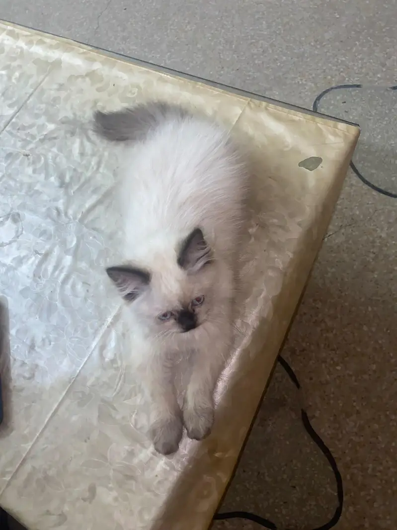 RagDoll female cute kitten — photo 5