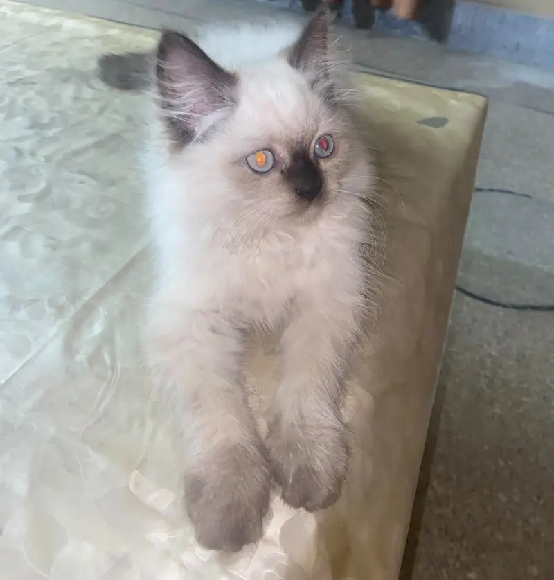 RagDoll female cute kitten — photo 6