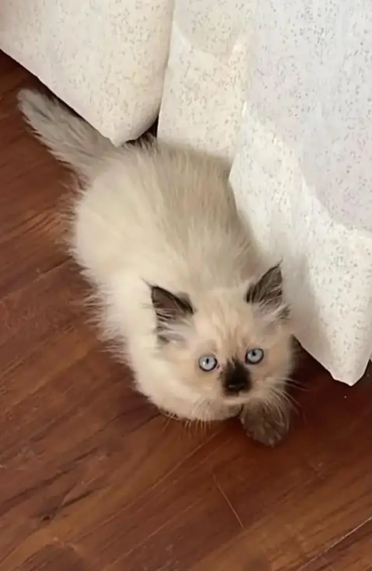 RagDoll female cute kitten — photo 7