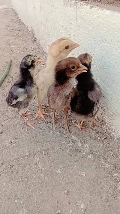 aseel female with four chiks old good line healthy nd active
