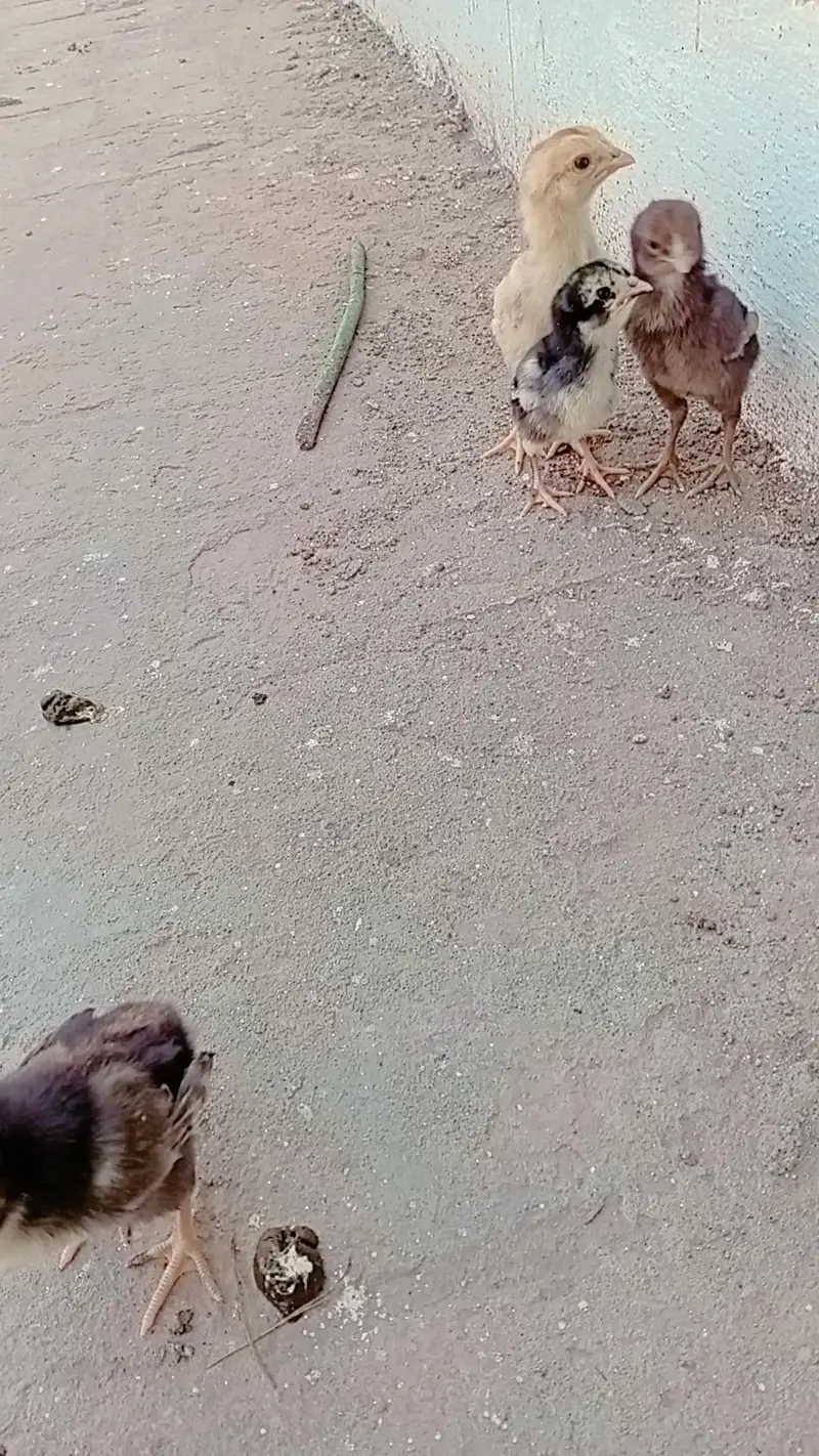 aseel female with four chiks old good line healthy nd active — photo 2