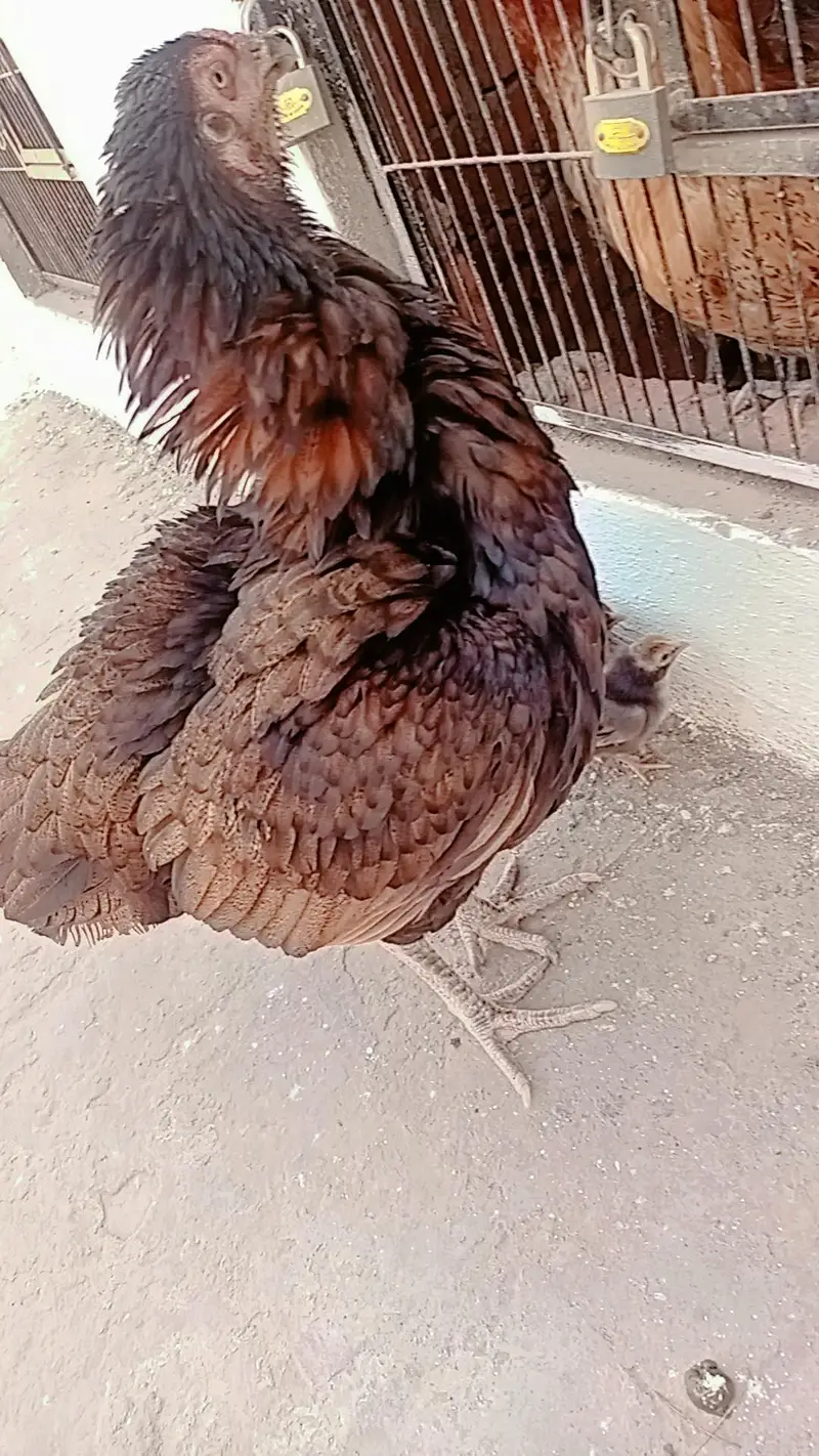 aseel female with four chiks old good line healthy nd active — photo 3