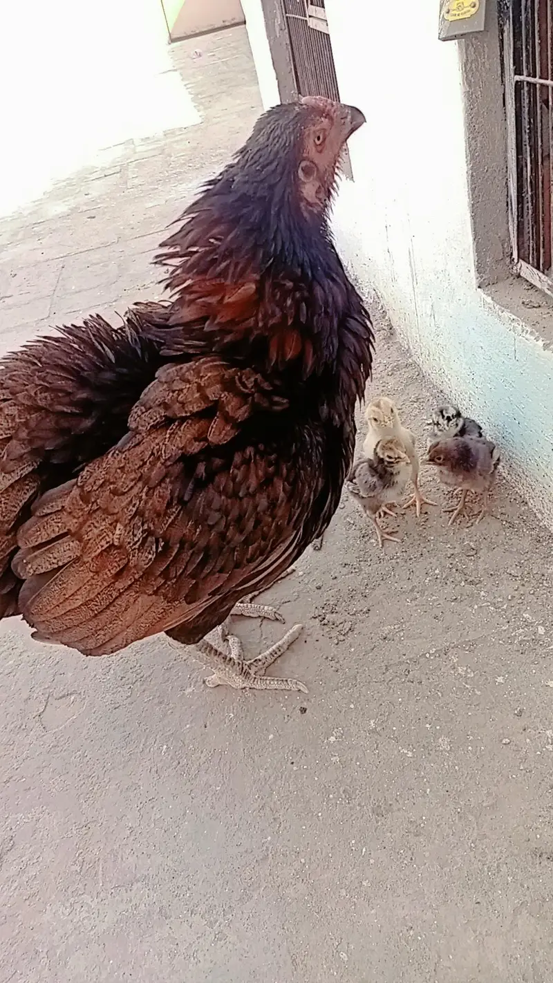 aseel female with four chiks old good line healthy nd active — photo 4