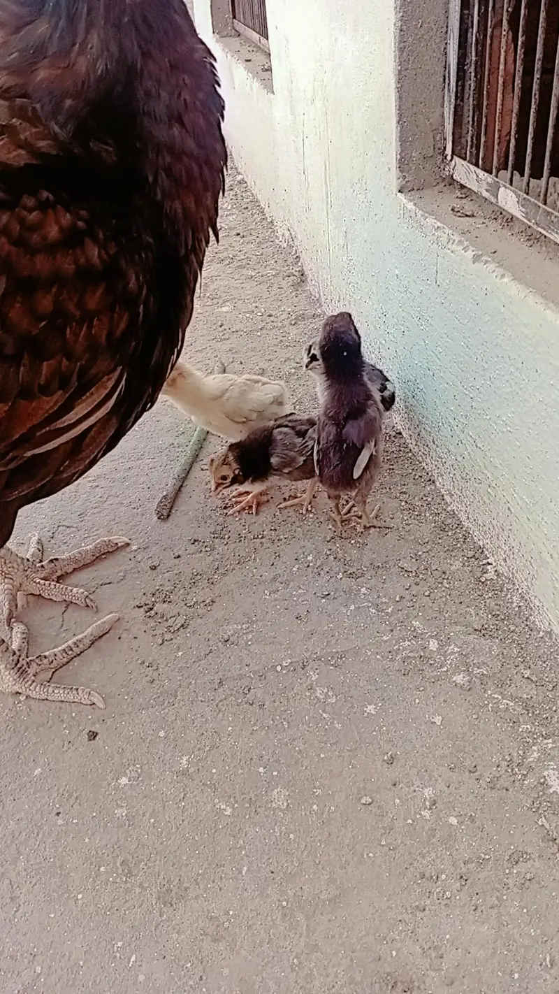 aseel female with four chiks old good line healthy nd active — photo 5