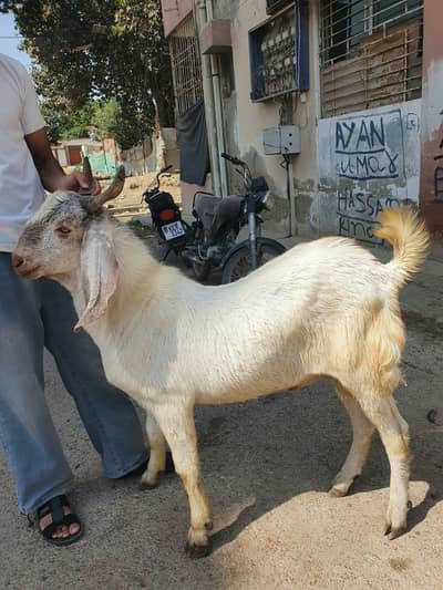 male hai