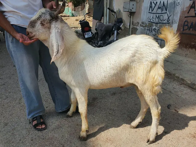 male hai — photo 4