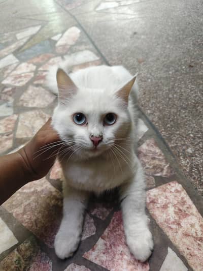 persian male cat