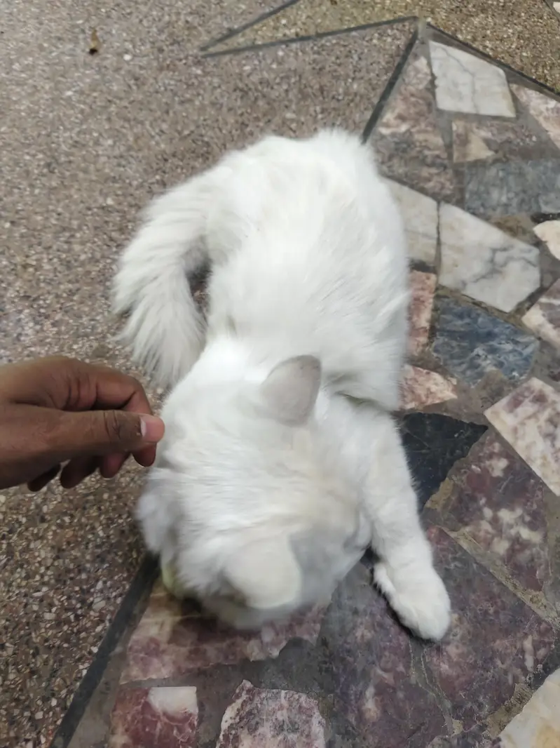 persian male cat — photo 2