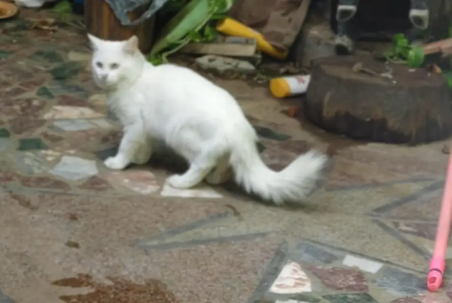 persian male cat — photo 3