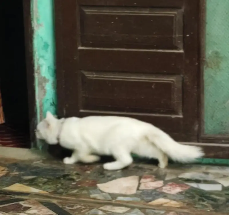 persian male cat — photo 4