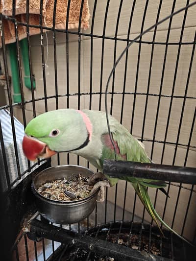 Raw Parrot Male