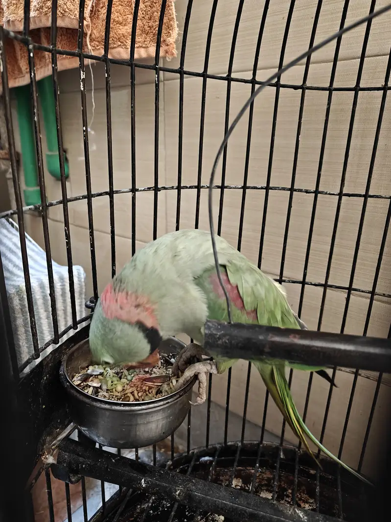 Raw Parrot Male — photo 2