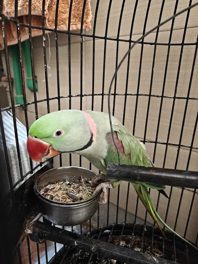 Raw Parrot Male — photo 3