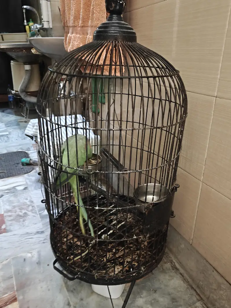 Raw Parrot Male — photo 4