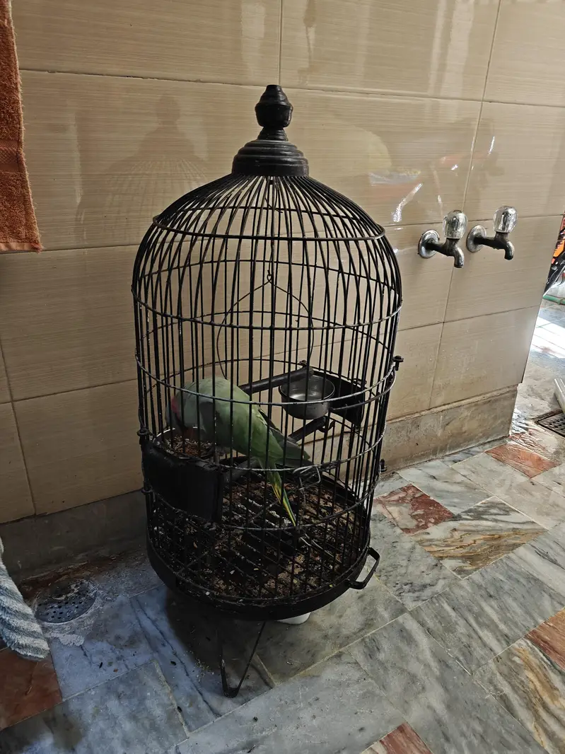 Raw Parrot Male — photo 5