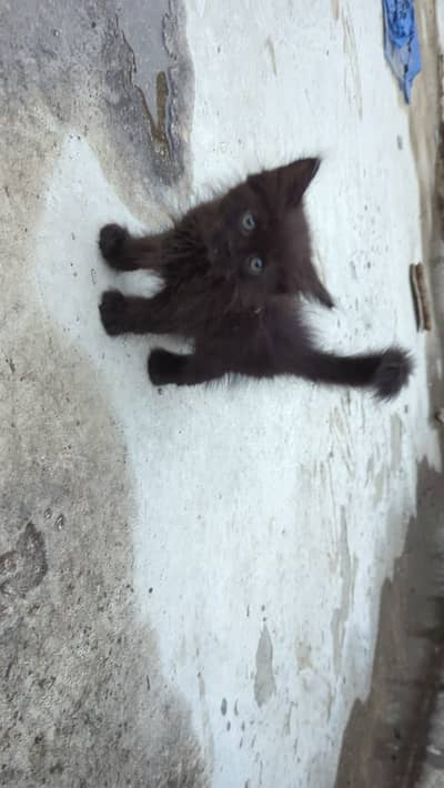 Persian kitten