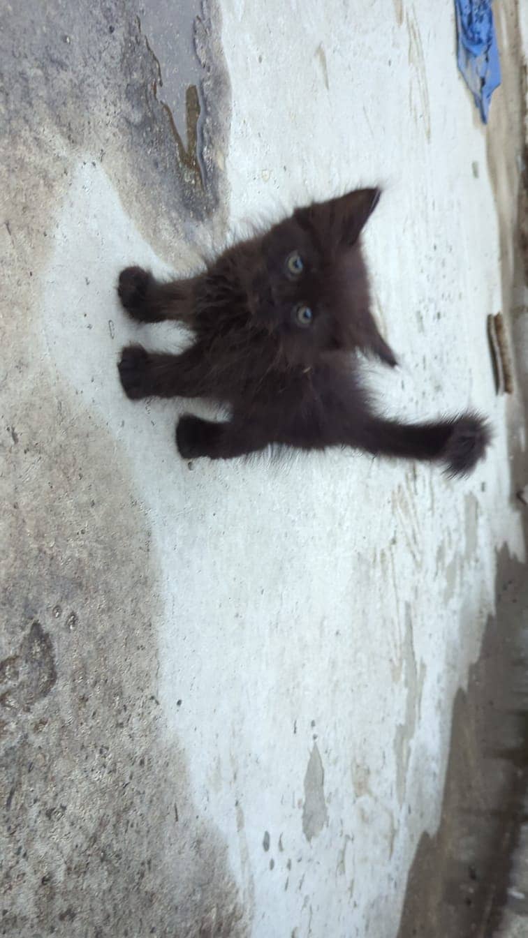 Persian kitten 0
