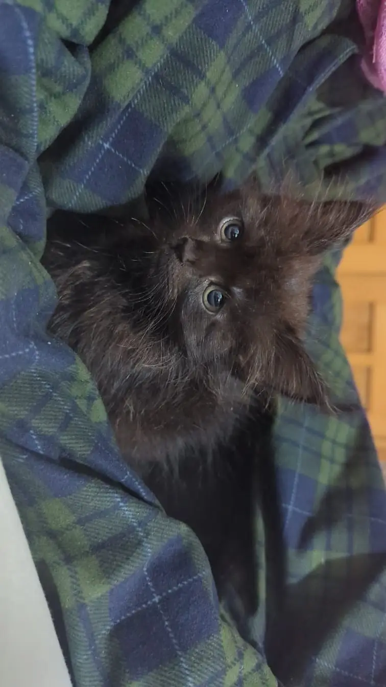 Persian kitten — photo 2