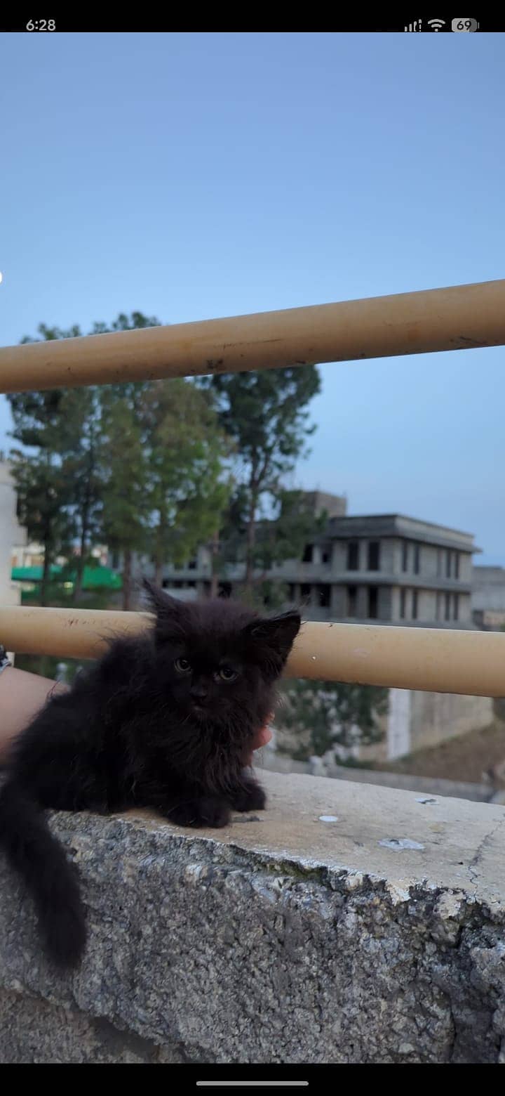 Persian kitten 2