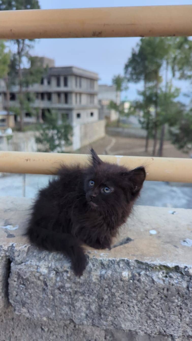 Persian kitten 3