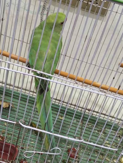 Female ringneck