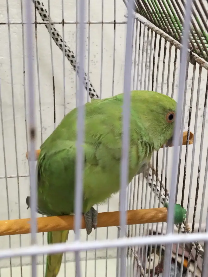 Female ringneck — photo 2