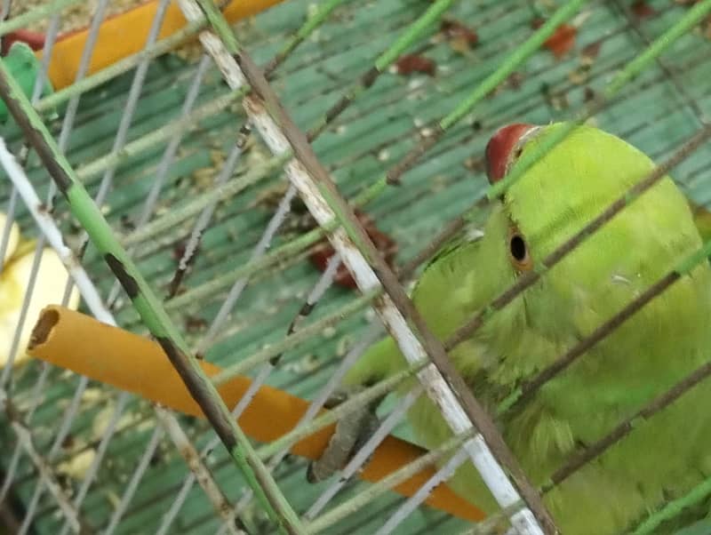 Female ringneck 2