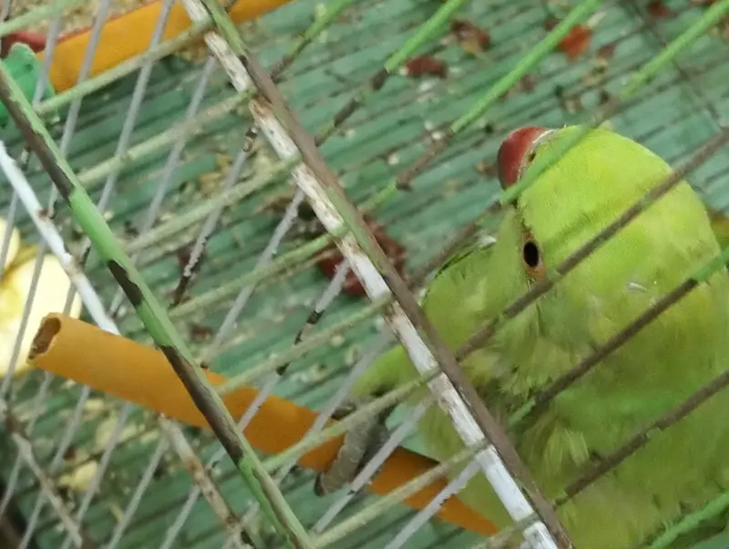 Female ringneck — photo 3