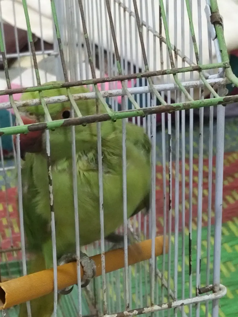 Female ringneck — photo 4