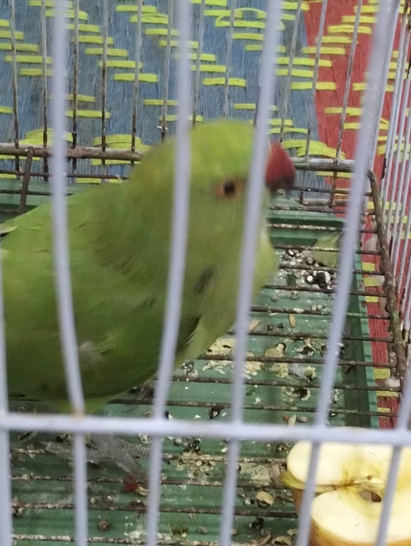 Female ringneck 4