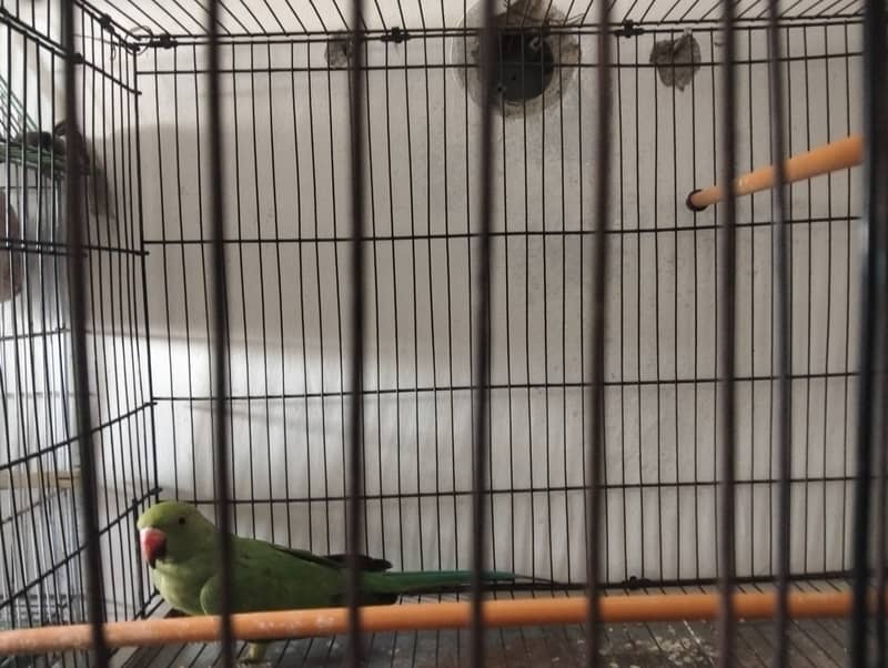 Female ringneck 6