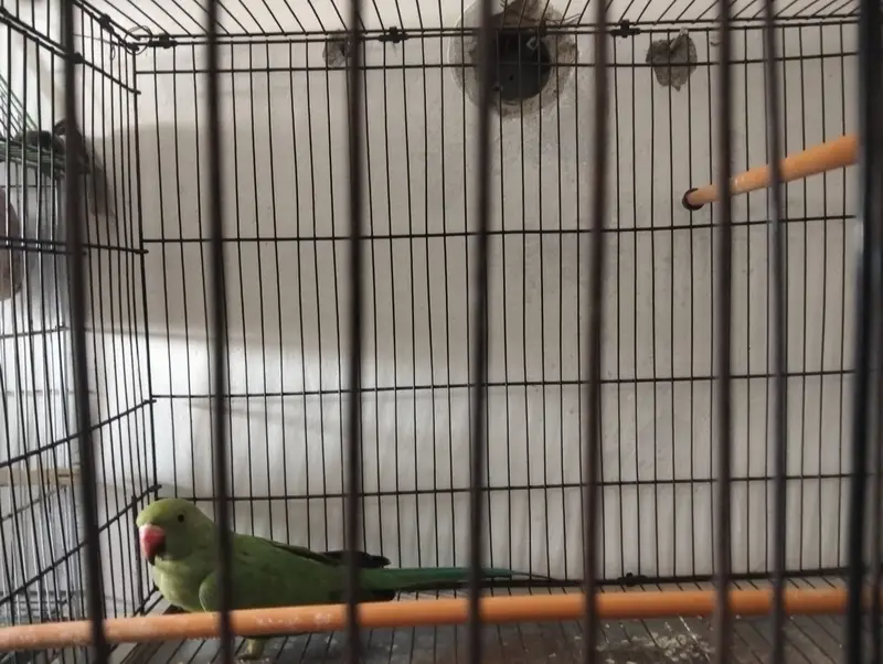 Female ringneck — photo 7
