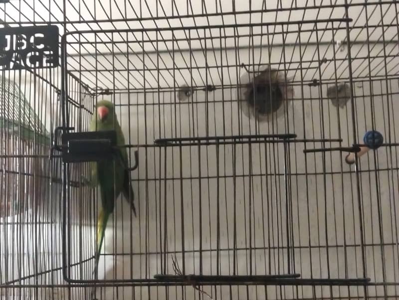 Female ringneck 7