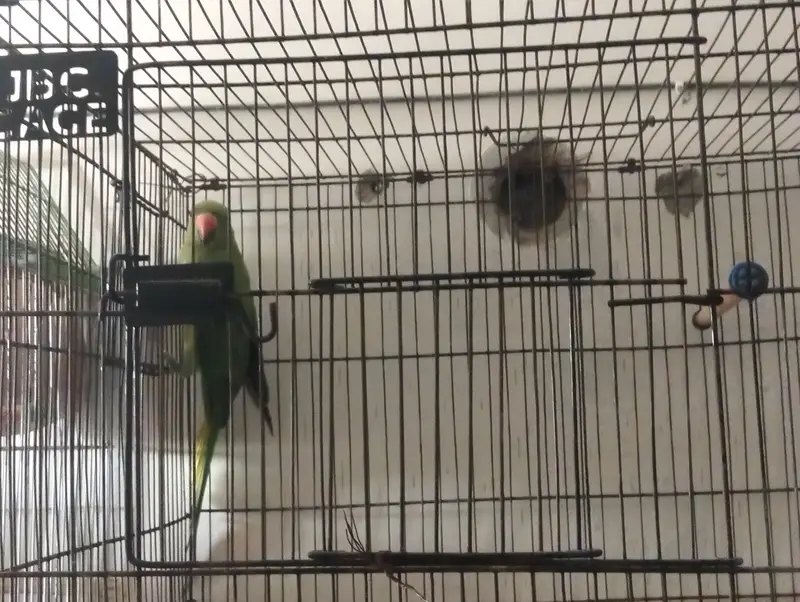 Female ringneck — photo 8
