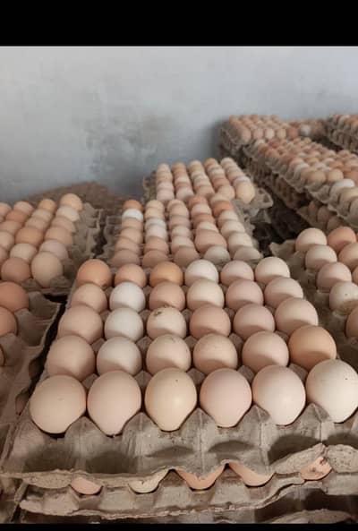 pure desi eggs original _400 rs darjan-- peti available