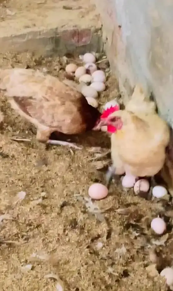 pure desi eggs original _400 rs darjan-- peti available — photo 2