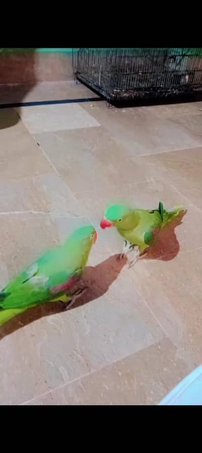 Raw Parrot