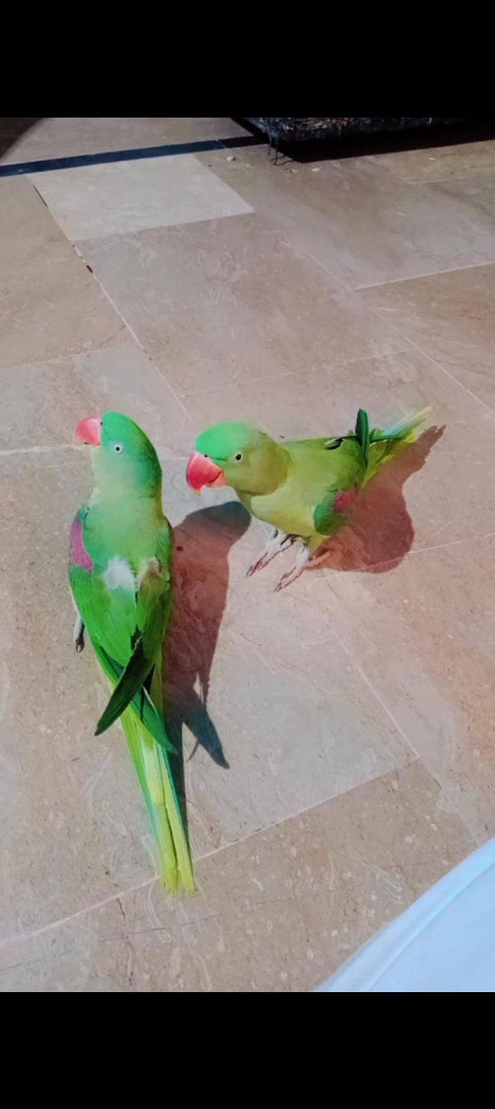 Raw Parrot 1