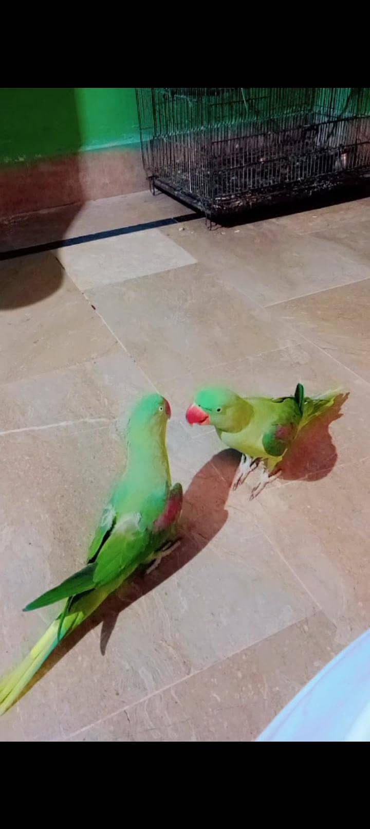 Raw Parrot 2