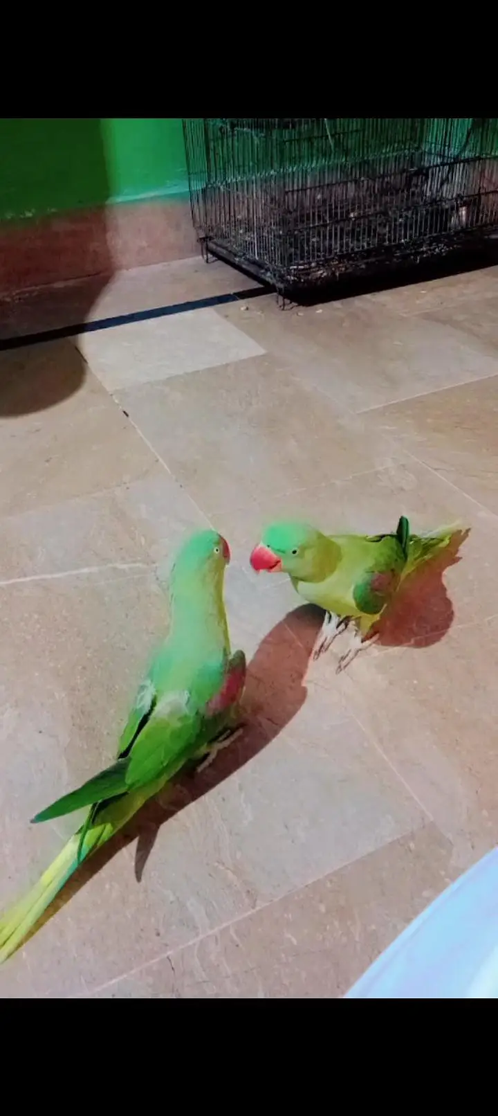 Raw Parrot — photo 3