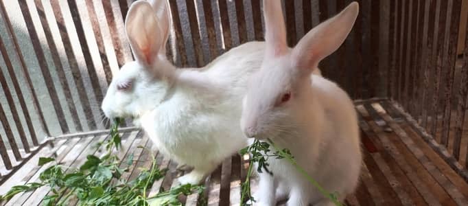 Rabbit breeder pair
