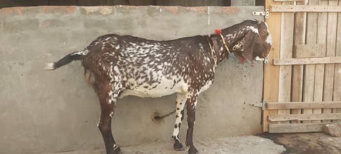 pure desi goat