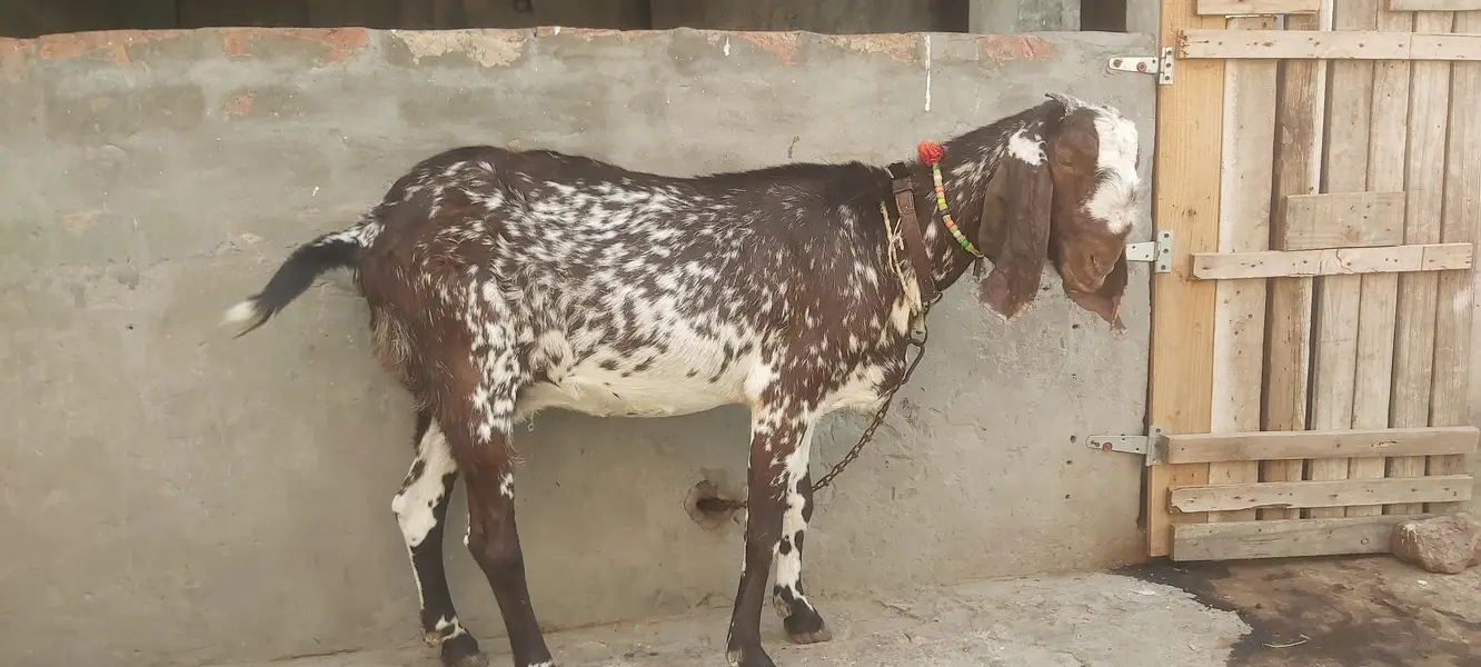 pure desi goat — photo 2