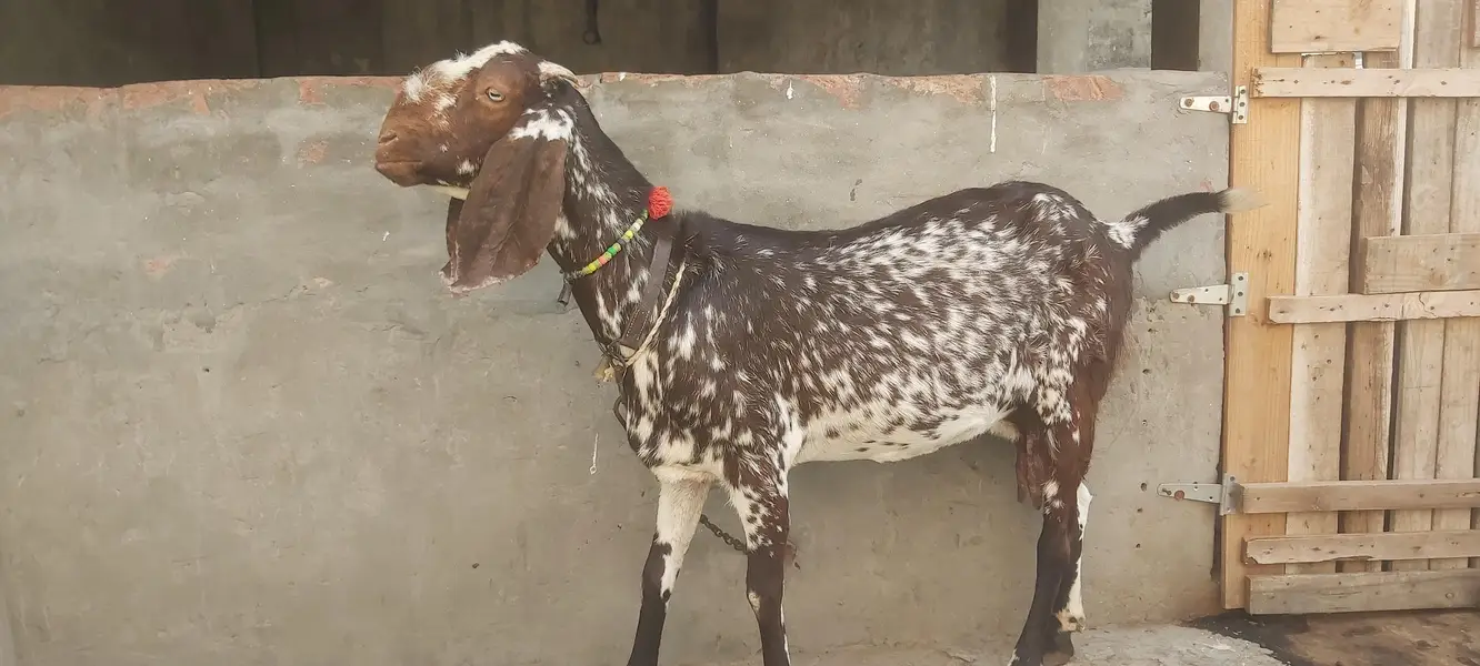 pure desi goat — photo 3