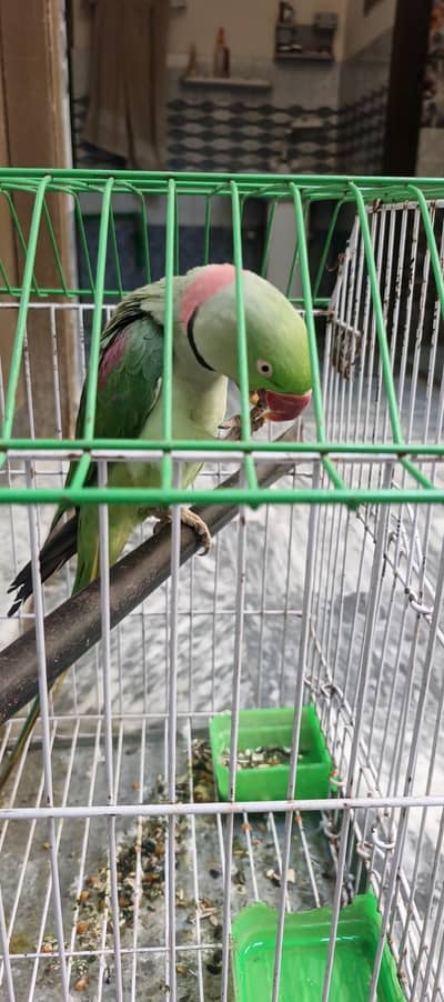 Bolne Wala Tota